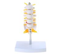 Life Size Human Anatomical Model Cervical Vertebra Spine with Neck Artery Occipital Bone Disc Nerve Medicals Teaching Models Vertebra Flexible Spine Carotid Artery
