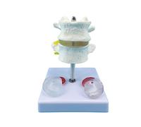 Life Size Human Anatomical Model Cervical Vertebra Spine with Neck Artery Occipital Bone Disc Nerve Medicals Teaching Models Vertebra Flexible Spine Carotid Artery