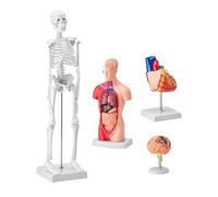 Life Size Human Anatomical Models Set - 4Pcs Detachable Brain, Heart, Torso, Skeleton for Medical Training, School Education