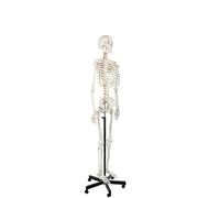 Life-Size Human Anatomical Skeleton Model 170Cm with 206 Bones, Flexible Articulated Skeleton on Rolling Stand
