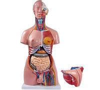 Life Size Human Anatomy Torso Model with 23 Removable Organs for Medical Education and Study