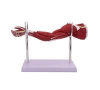 Life Size Human Arm Muscle Anatomy Model, Upper Limb Muscle Anatomy Model with Blood Vessels and Nerves and 7 Removable Parts and 84 Digital Anatomical Locations for Education Teaching