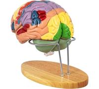 Life-Size Human Brain Anatomical Model with Detachable Parts for Neuroscience Study