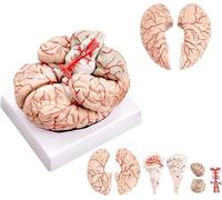 Life-Size Human Brain Anatomy Model Anatomically Accurate Brain Model for Science Class Teaching Medical Model Science Classroom Study Display