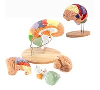 Life Size Human Brain Anatomy Model for Neuroscience Education, Classroom Study, and Medical Display