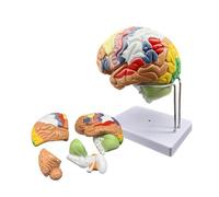 Life-Size Human Brain Anatomy Model for Neuroscience Teaching with 50 Engraved Labels