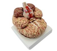 Life-Size Human Brain Anatomy Model Set 3-in-1 Teaching Kit with 8-Part, 9-Part and Functional Brain for Medical Study Human Model