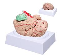 Life Size Human Brain Anatomy Model with Detachable 8 Parts for Medical Neuroscience Teaching and Science Classroom Study