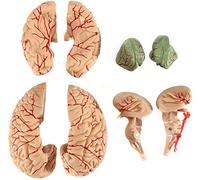 Life Size Human Brain Anatomy Model with Display Base,Human Brain Model, Anatomical Accurate Brain Model 8 Parts,for Cla
