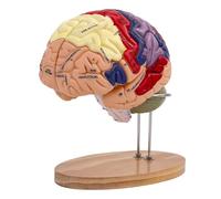 Life Size Human Brain Model 2X Life Size Human Brain Model Anatomy 4-Part Detachable Frontal Lobe and Brainstem,Anatomy Head for Learning Science Classroom Study Display Medical Model A