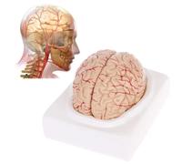 Life Size Human Brain Model - Anatomically Accurate Anatomy for Science Classroom and Medical Teaching