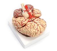 Life Size Human Brain Model with Arteries for School Education | Realistic Human Brain Model with Arteries for Educational Purposes in Schools and Medical Training