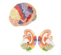Life-Size Human Brain Model with Study Guide for Science Education, Removable Four Sections, Laser Engraved Labels, Neuroscience Display