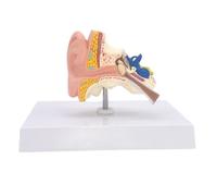 Life Size Human Ear Anatomy Model 12cmx8cmx9cm, Structural Robustness Human Ear Model, Human Ear Model for Learning 1pc
