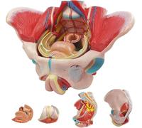 Life Size Human Female Pelvis Model with Pelvic Floor Muscles, Vessels Nerves & Reproductive, 4 Parts Removable Organs, for the teaching of physiology and teaching of anatomy schools