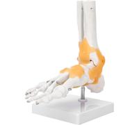 Life Size Human Foot Ankle Joint Anatomical Model with Ligaments, Detailed Adult Foot Skeleton Bone Structure, Medical Educational Training Aid for Med School, Physiotherapy Clinic