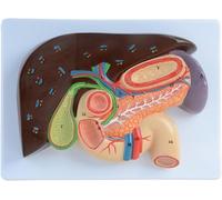 Life Size Human Gastric Section Model - Anatomical Liver, Gallbladder, and Pancreas Relief