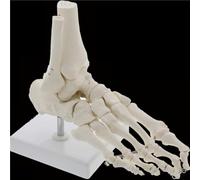Life-size human hand/foot joint skeleton model, high-strength anatomical human model, suitable for students to learn tools(24 * 23 * 12cm)