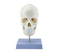 Life Size Human Head Anatomy Set with Removable Cap and Jaw for Learning Realistic Bone Suture Model