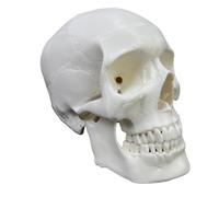 Life Size Human Head Skull Anatomical Model for Medical Study and Teaching Demonstration