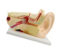 Life Size Human Inner Ear Anatomy Model Anatomical Structure Education Teaching Tool for Science Laboratory Inner for Teaching