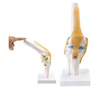 Life Size Human Knee Joint With Band Simulation Model Functional Model for Skeleton Anatomy Learning Tool Normal Models Equipment Study Teaching