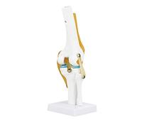 Life Size Human Knee Model,Functional knee model,Muscled knee model, Knee Anatomy Model for Skeleton Anatomy Study Teach knee model with ligaments Model