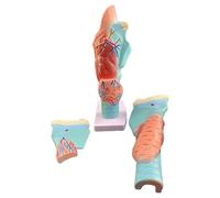 Life-Size Human Larynx Model, 2x Magnifying Throat Anatomy with Removable Organs, Educational 5-Part Anatomy Display for Medical Learning and Study