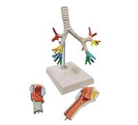 Life-Size Human Larynx Trachea Anatomy Model Median Sagittal Section with 50 Indicators for Bronchial Study Human Torso Model