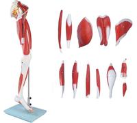 Life Size Human Leg Muscle Model - Left Leg Anatomy with 13 Removable Parts for Educational Display and Study