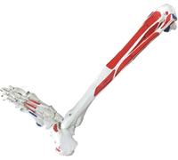 Life Size Human Leg Skeleton Model - Realistic Lower Limb Anatomy for Educational Display and Study