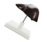 Life Size Human Liver Anatomy Model Anatomical Hepatic Structure Education Teaching Tool for Science Laboratory Teaching Liver