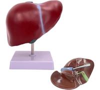 Life Size Human Liver Model - Anatomical Teaching Display with Digital Labels and Clear Texture for Educational Purposes