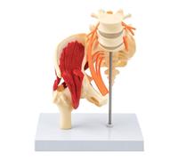 Life Size Human Lumbar Spine and Pelvic Anatomy Model with Muscles Nerves and Skeleton Structure for Clinical Teaching Detachable Pelvis Anatomy Model