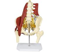 Life Size Human Lumbar Spine Model with Herniation Disc - 1:1 Vertebrae Anatomy for Chiropractic Education, Student Study & Medical Office Display