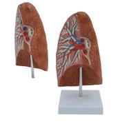 Life Size Human Lung Anatomical Model with Display Base, Realistic Respiratory System Lung Model for Anatomy and Physiology Study Tools