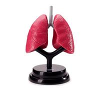 Life Size Human Lung and Respiratory System Model with Light Box Learning Cards, Removable Organ Interactive Educational Kit Human Model