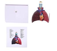 Life Size Human Lung Model Anatomical Respiratory System Anatomy Teaching Tool Anatomical Skull