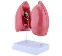 Life Size Human Lung Model Kit, 4 Detachable Parts for Educational Respiratory Anatomy Learning and Understanding Lung Structure