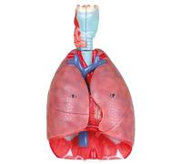 Life-Size Human Lung Model, Respiratory System Model with 51 Parts Indication Signs, 7 Removable Parts Model with Lungs Heart Larynx Trachea and Vascular for Medical Study