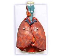 Life Size Human Lung Model with 51 Parts and 7 Removable Components - Detailed Respiratory System Anatomy with Heart and Detachable Larynx Base