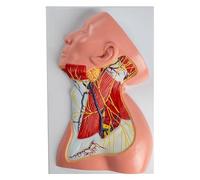 Life Size Human Neck Superficial Muscle Anatomical Model, Blood Vessels and Nerve Anatomy Model, Showing the Divisions of the Cervical Plexus Cutaneous Branches, for Medical Research