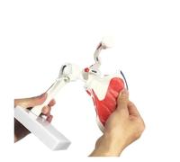 Life-size Human Shoulder Joint Model with Clavicle for Medical Science Anatomy Education
