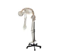 Life Size Human Skeleton Model 170cm