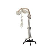 Life Size Human Skeleton Model 170cm for Anatomy Teaching - Full Body Skeleton