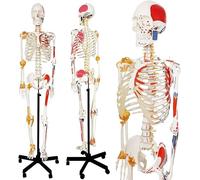 Life Size Human Skeleton Model 170cm with Spinal Nerves, Muscle Origin Points, Joint Ligaments & Rolling Stand,1pcs