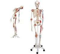 Life Size Human Skeleton Model 170cm with Stand & Wheel Base, Full Body PVC Skeletal Model,1pcs