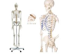 Life-Size Human Skeleton Model, 180cm Detachable Skull Arms Legs Anatomical Skeleton with 206 Bones Study Aid Display Human Skeletal Anatomy