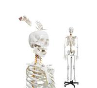 Life Size Human Skeleton Model 70.8in
