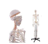 Life-Size Human Skeleton Model for Anatomy Study, 180cm Full Body Skeletal System,1pcs